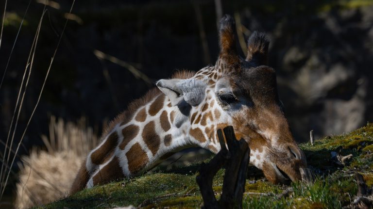 Giraffe at the Oregon Zoo